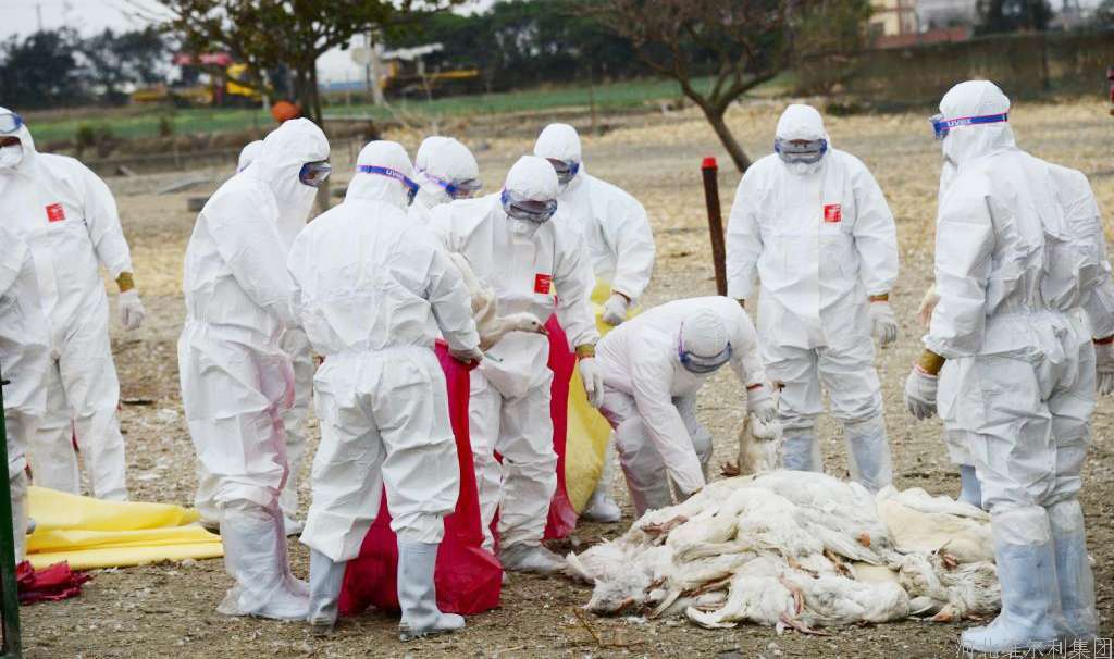 美国爆发7年来最严重禽流感疫情，对中国禽业影响多大？